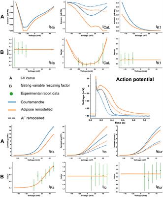 Myocyte Remodeling Due to Fibro-Fatty Infiltrations Influences Arrhythmogenicity